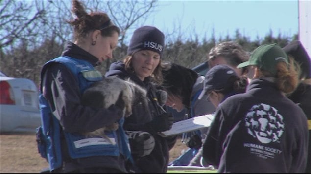 Une centaine de chiens ont été saisis à Adstock