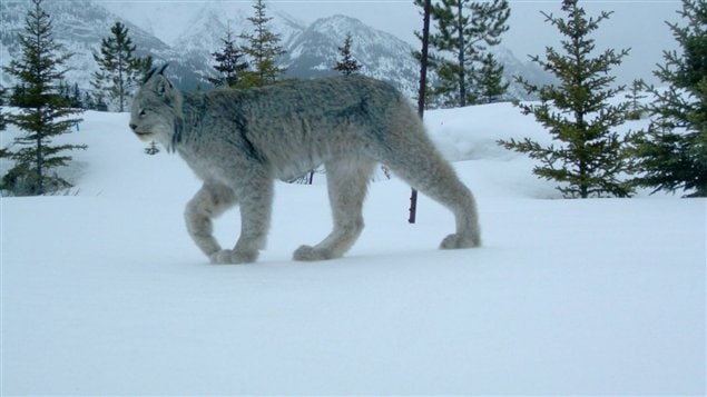 Cette photo d'un lynx du Canada a été prise par des chercheurs du parc national de Banff le 28 mars 2012.
