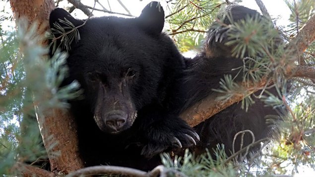 Un ours noir dans un arbre