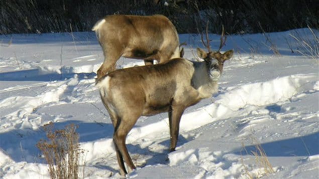 Caribou de la harde Finlayson au Yukon.