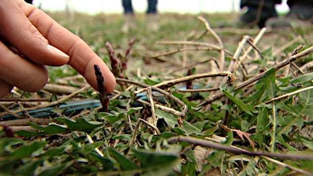 De jeunes poussent de houblon se pointent déjà.
