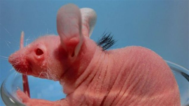 Des follicules pileux sur le dos d'une souris