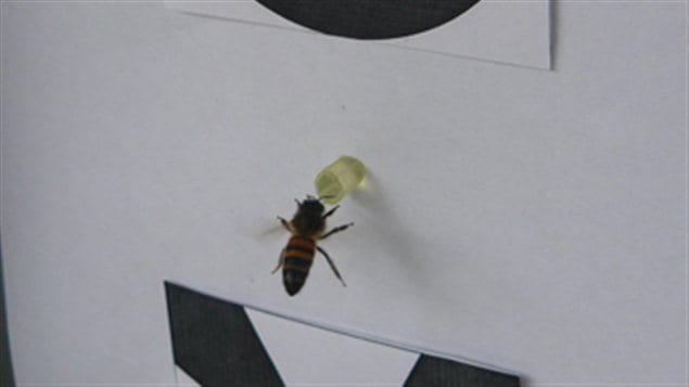 Une abeille