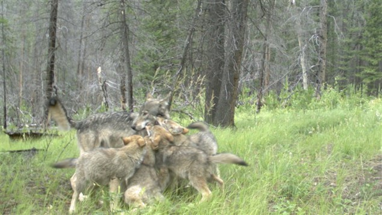 Un documentaire pour inciter les gens à ne pas nourrir les animaux ...