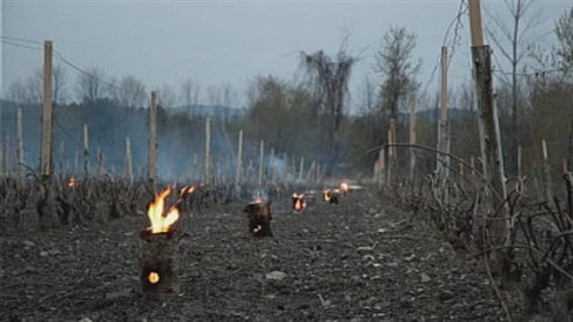 Des feux ont été allumés dans un vignoble de Saint-Armand.