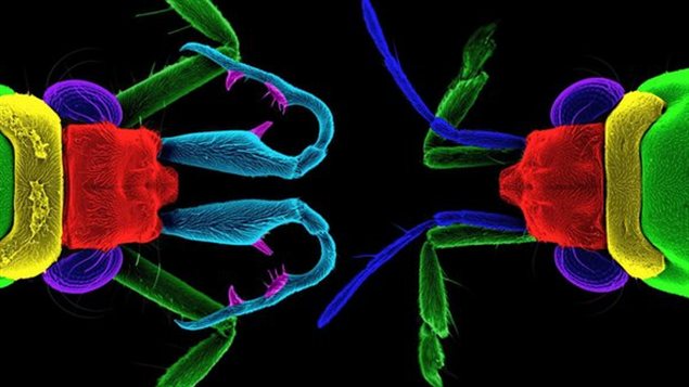 Rheumatobates rileyi