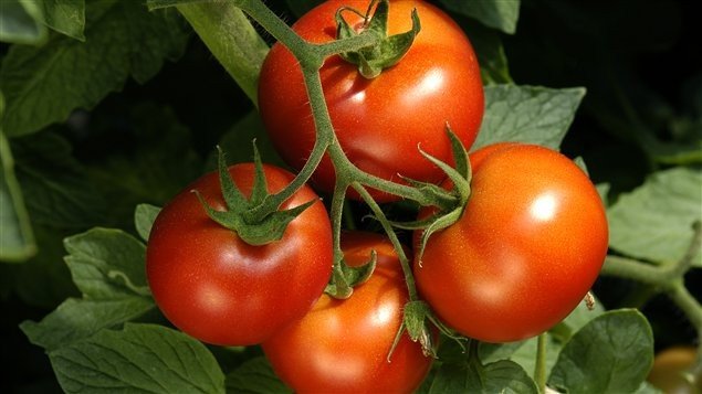 Production de tomates de serres