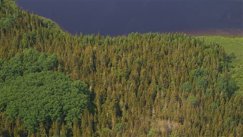 Défoliation sur la Côte-Nord