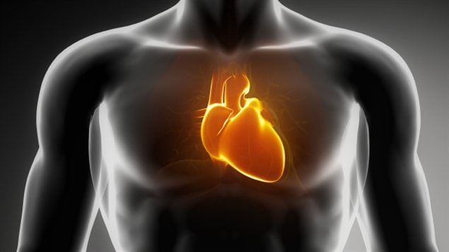 VIDÉO - Combien de fois le cœur humain bat-il dans une vie ?