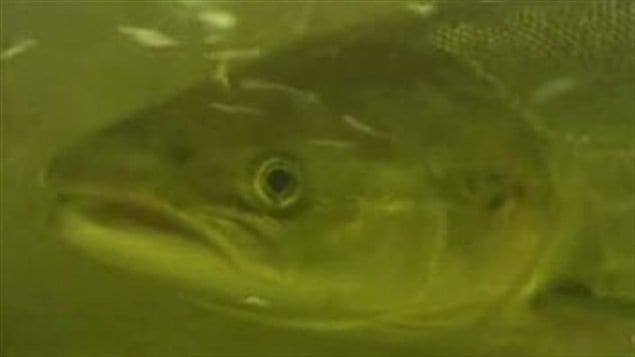 Un saumon d'Atlantique