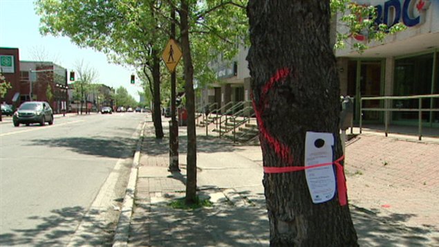 Un arbre marqué d'une croix rouge sur le boulevard St-Joseph à Gatineau