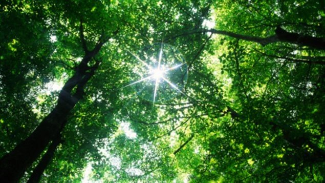Une forêt
