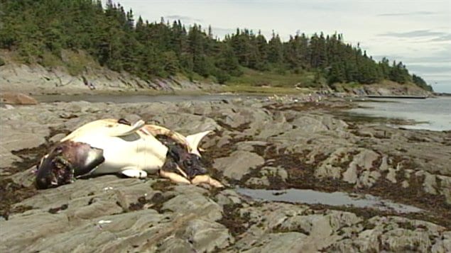 Un béluga échoué sur les rives du Saint-Laurent