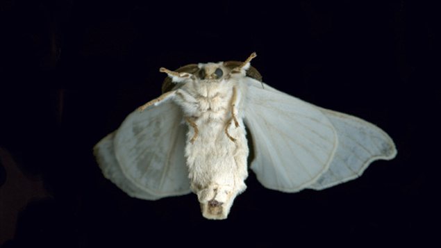 Un détecteur d'explosifs qui s'inspire des antennes d'un papillon |  Radio-Canada.ca