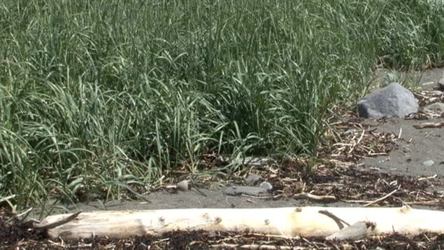 Plants d'élyme des sables