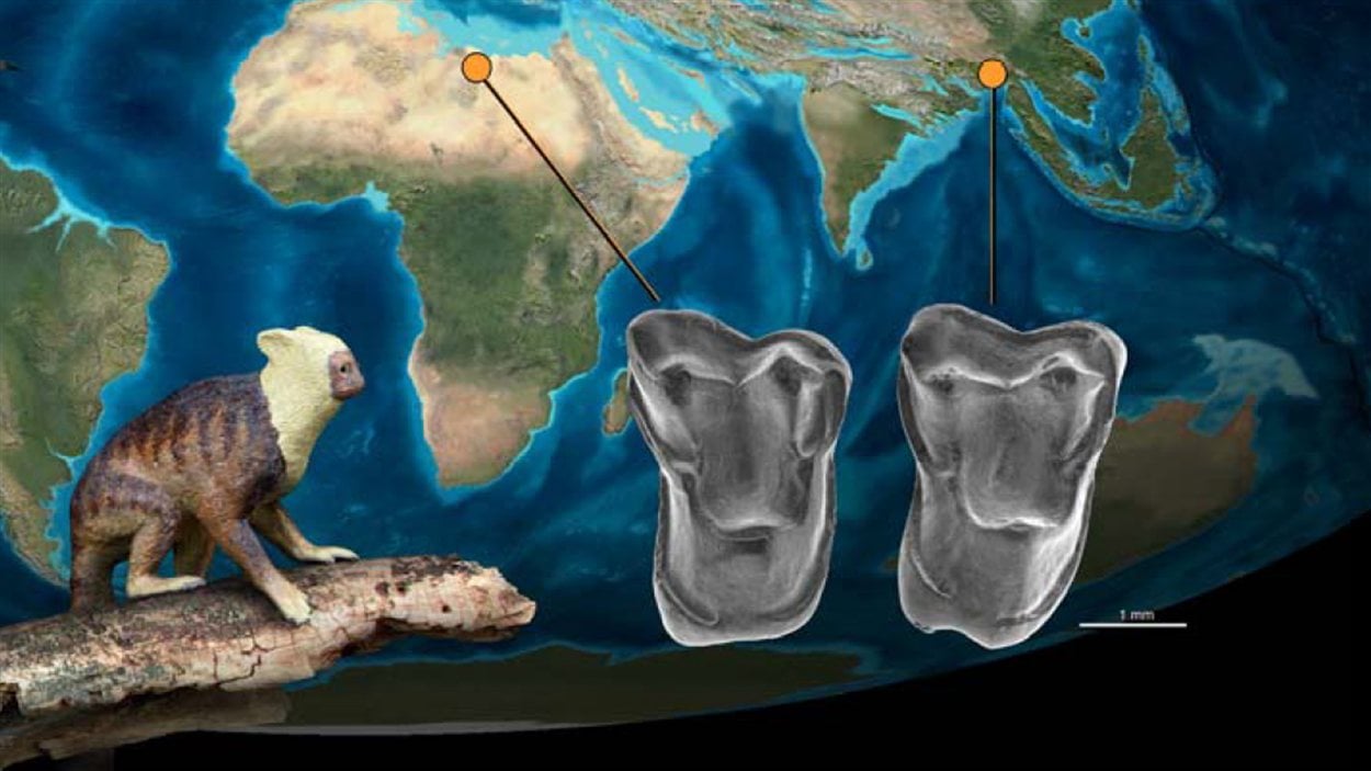 Primates