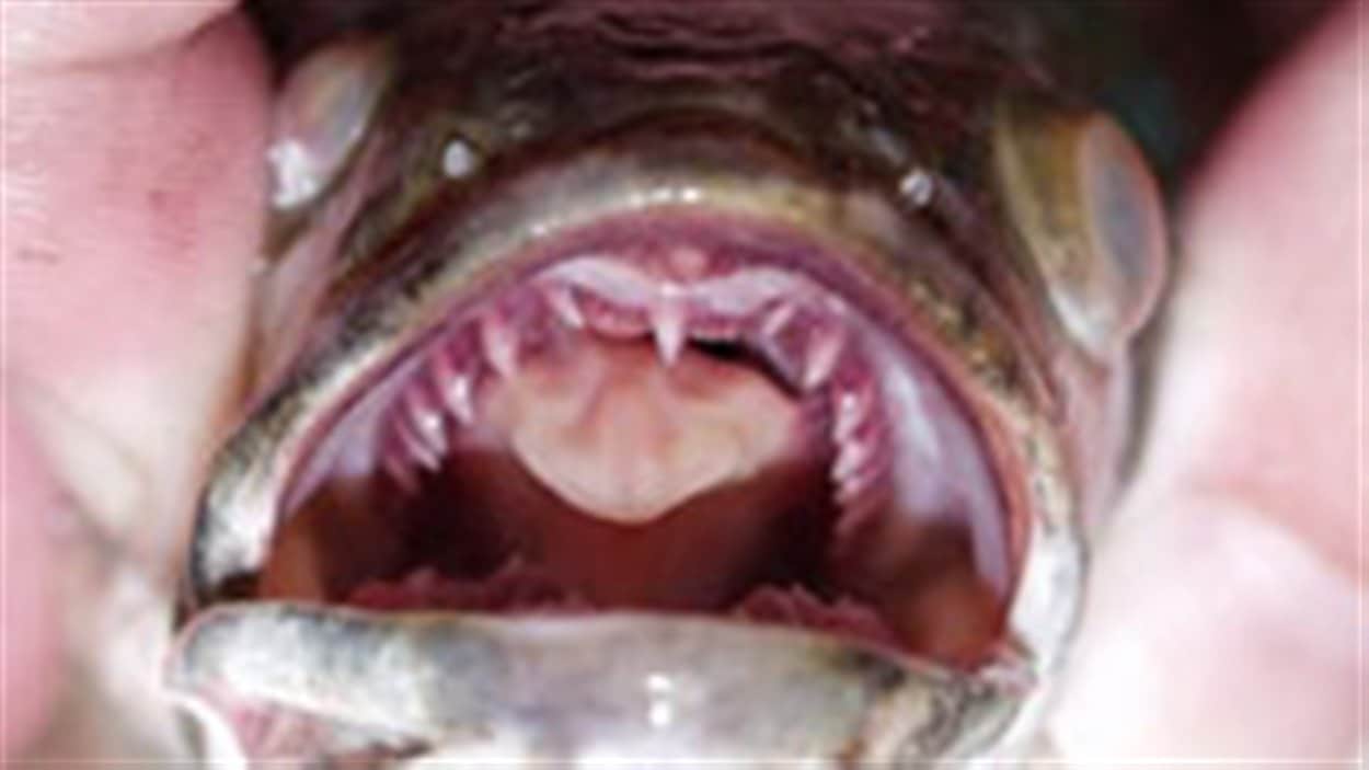 Espèce envahissante des biologistes attrapent le poisson à tête de