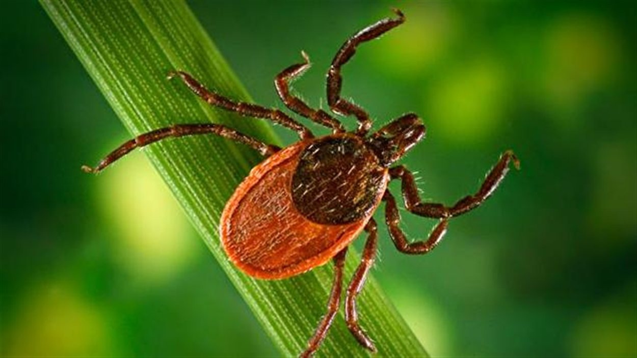 Le Reveil Precoce Des Tiques Vecteurs De La Maladie De Lyme Radio Canada Ca