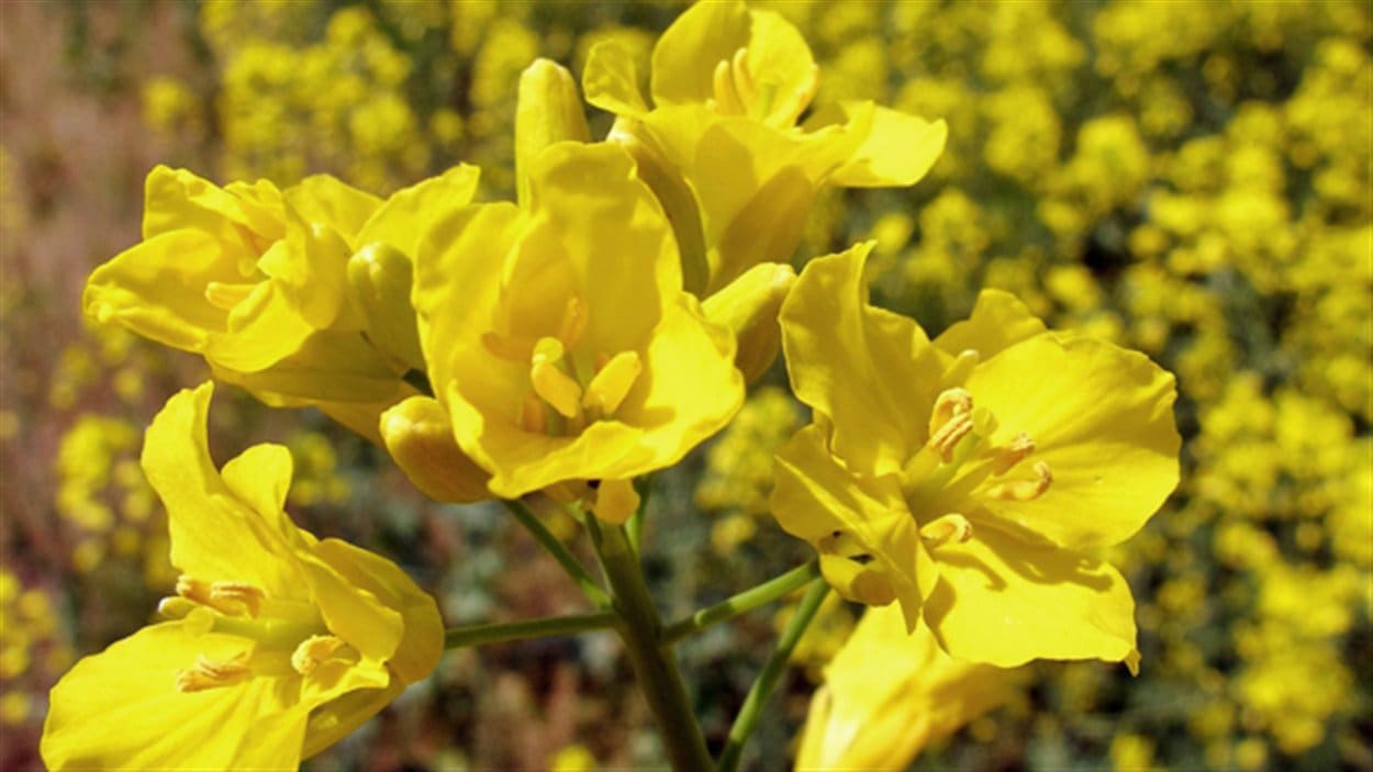 Une plante de canola