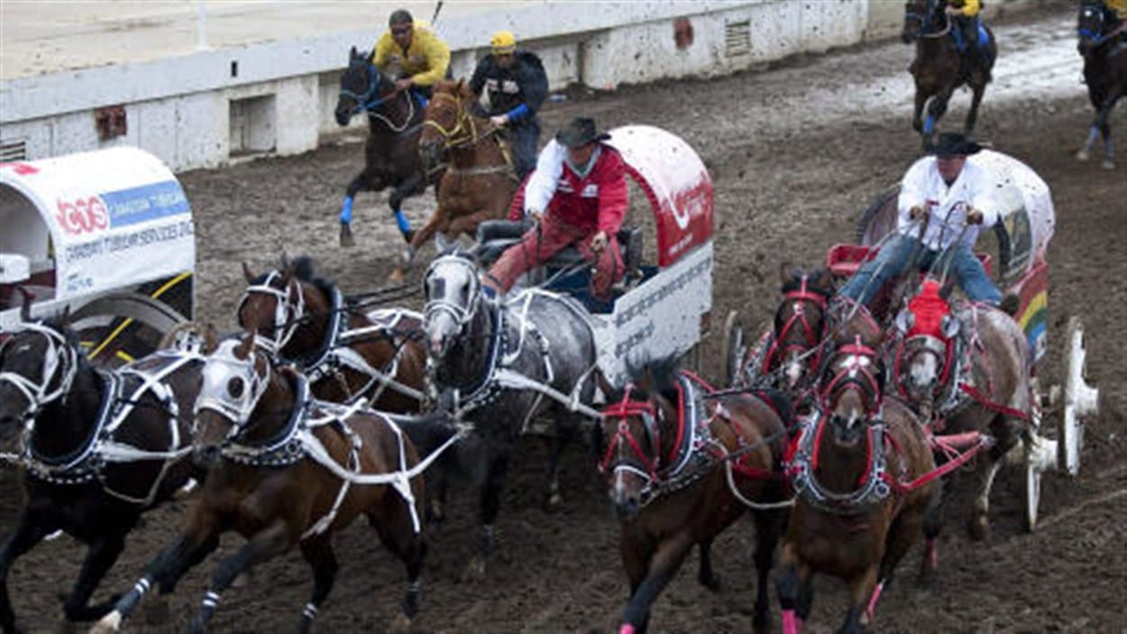 Course de chariots au Stampede