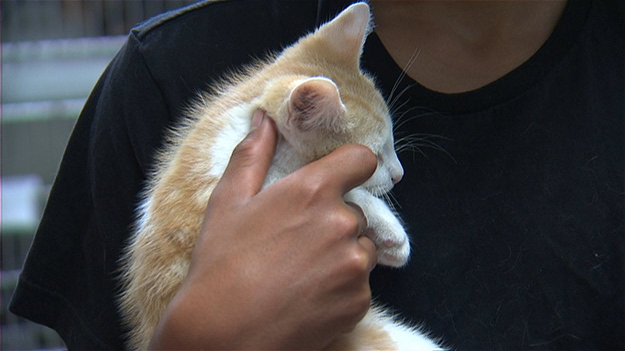 Un chaton récupéré à la SPA
