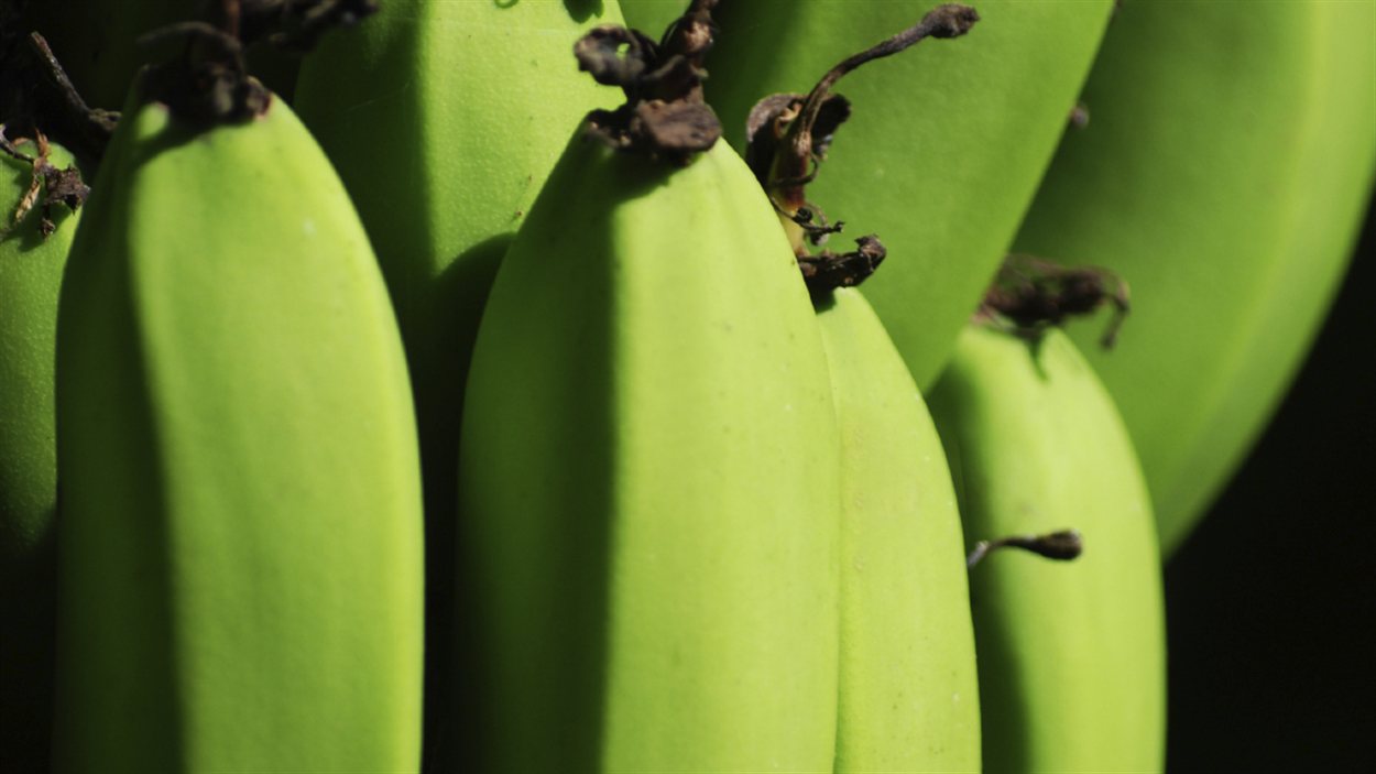 Des bananes