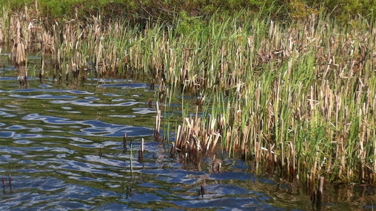 marais-lieux-humides