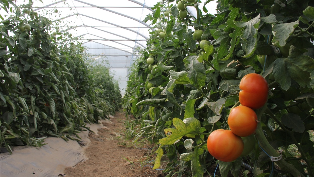 La Plate-forme agricole de l'Ange-Gardien