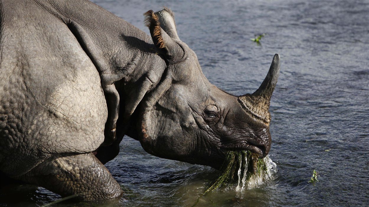 Un rhinocéros unicorne près de la rivière bordant le parc national de Chitwan, à 70 km au sud-ouest de Katmandou, au Népal.