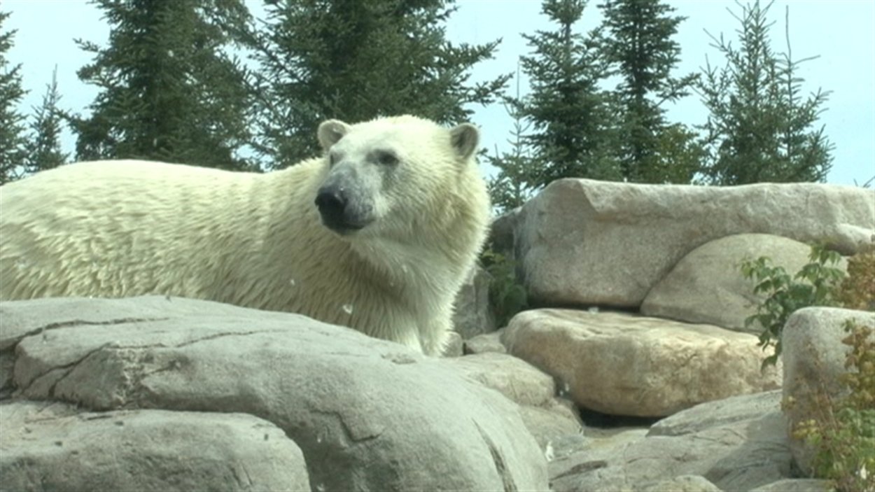 Ganuk, le nouvel ours polaire de Cochrane.