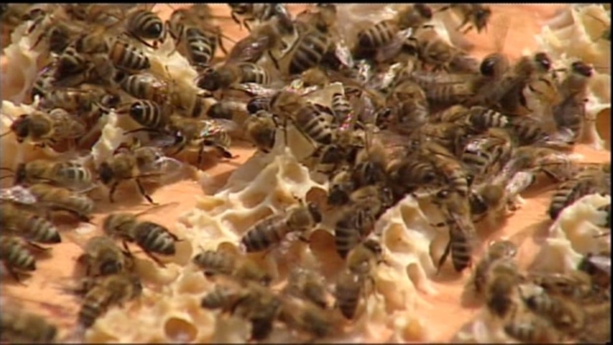 abeilles miel
