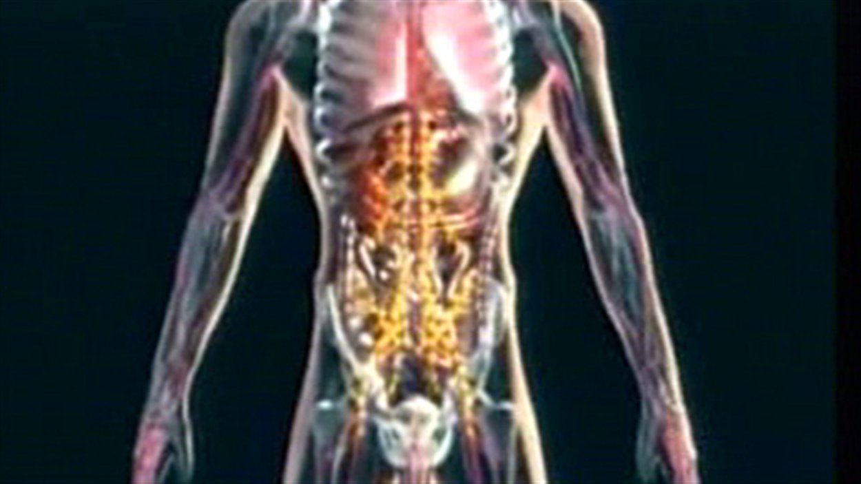 prostate-homme-anatomie