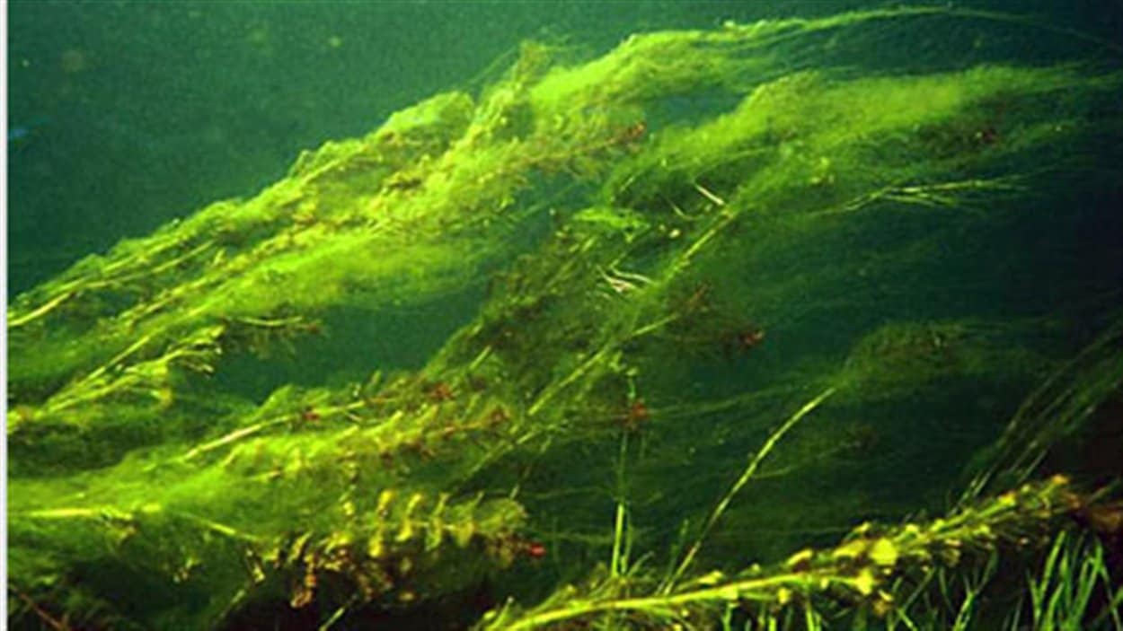 Le Myriophylle à épi est une plante submergée qui croît dans les herbiers aquatiques. 