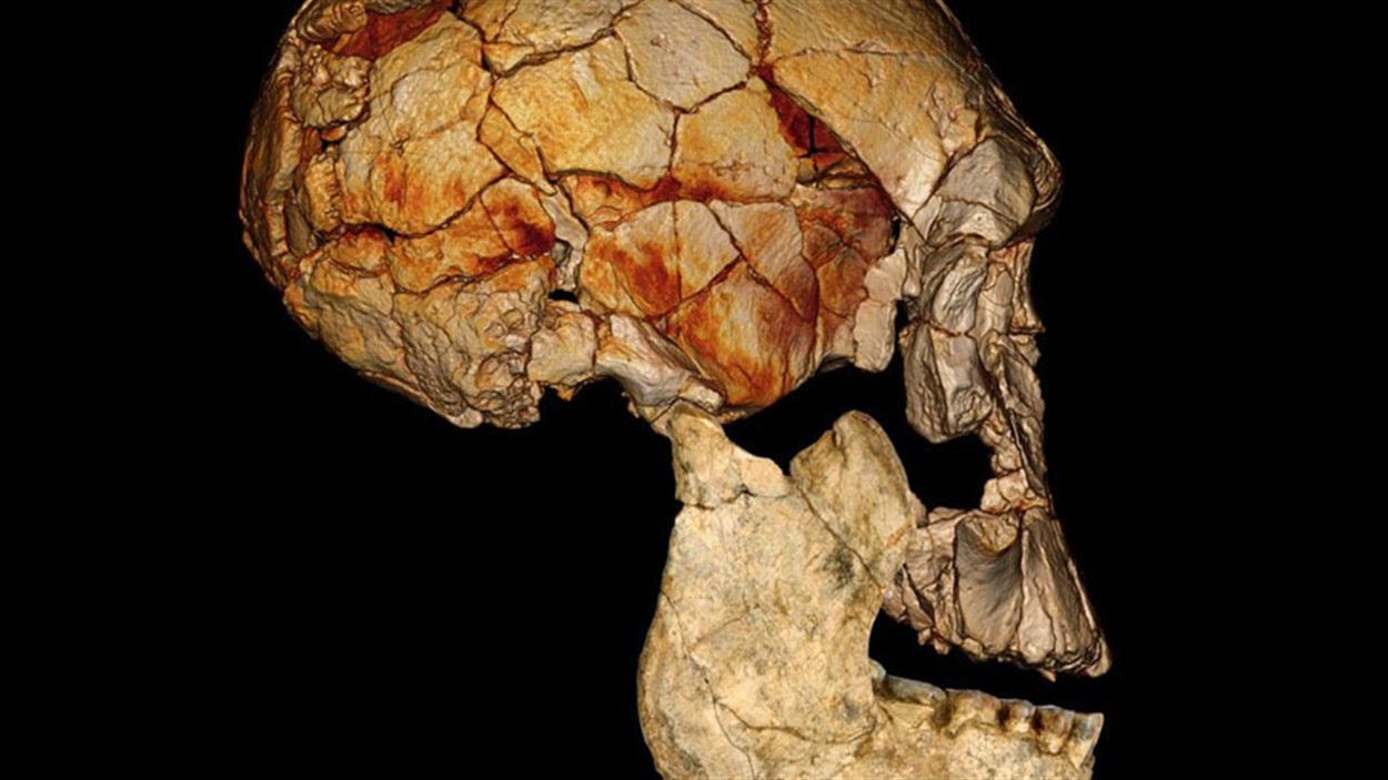 Homo rudolfensis