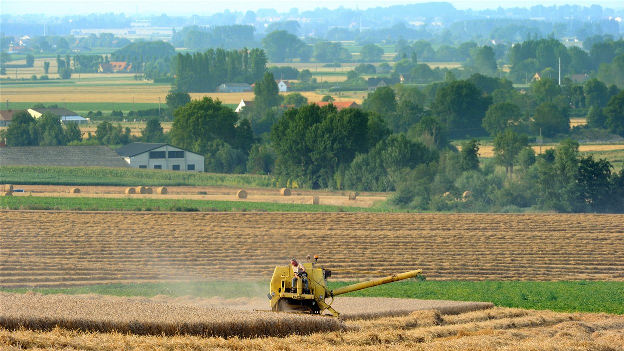 Des champs à Cassel, dans le nord de la France