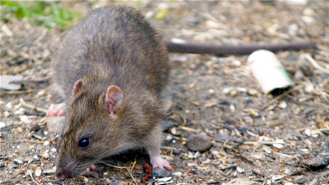 Canada Rats Le retour des rats en Alberta? | Radio-Canada