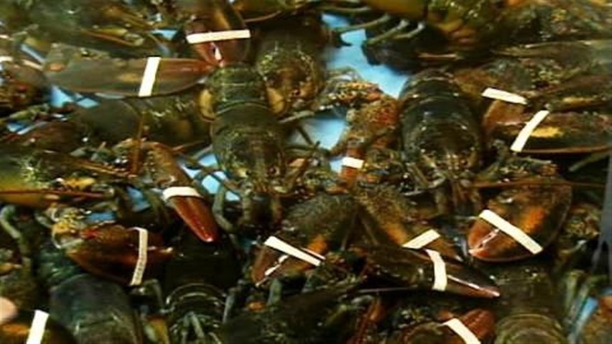 Hommards Le traitement du homard mis en question en Europe | Radio-Canada