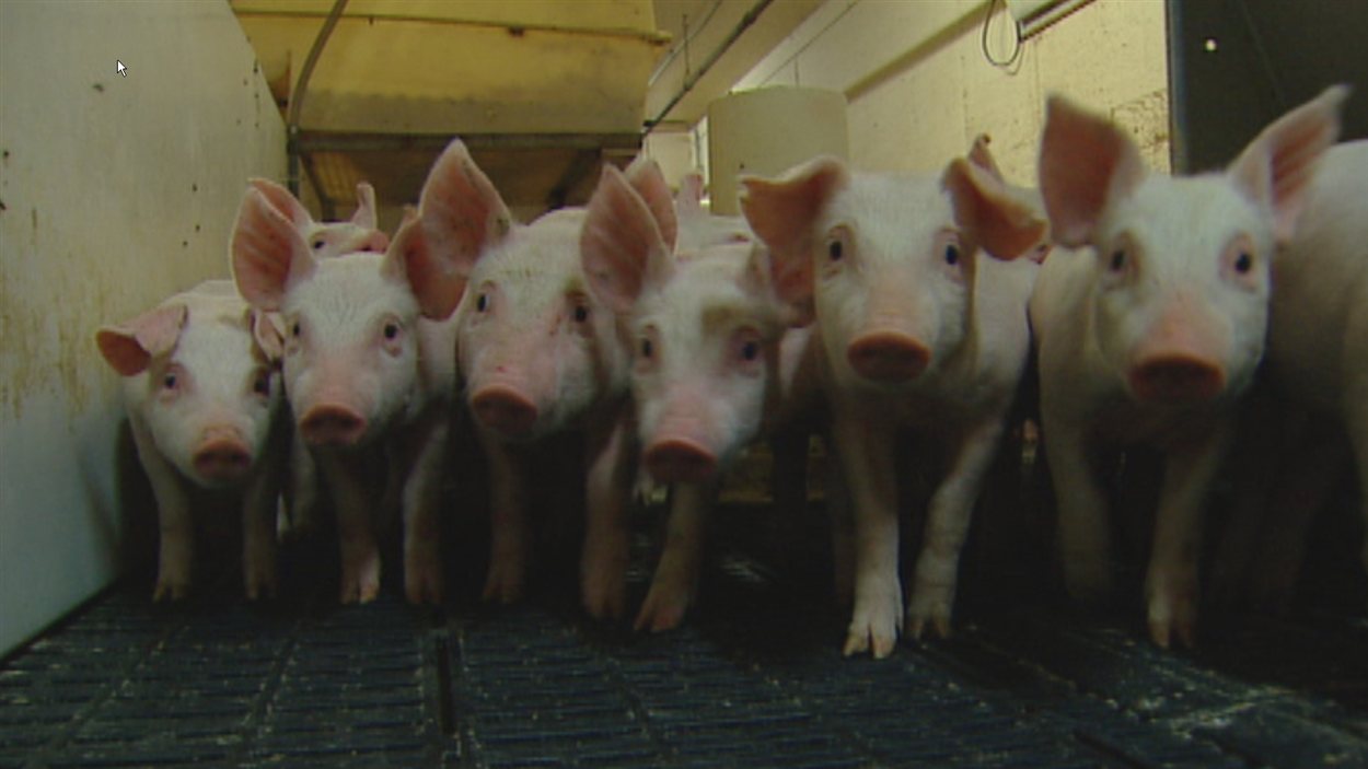 Des pourceaux de l'entreprise Hylife, au Manitoba, le lundi 27 août 2012