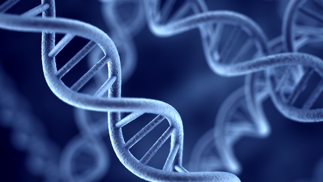 La double hélice de l'ADN