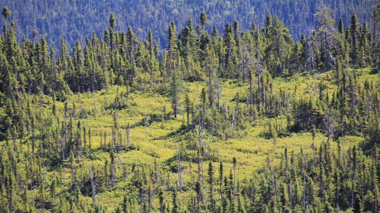 Côte-Nord : le Nitassinan au coeur d'un sommet innu | Radio-Canada