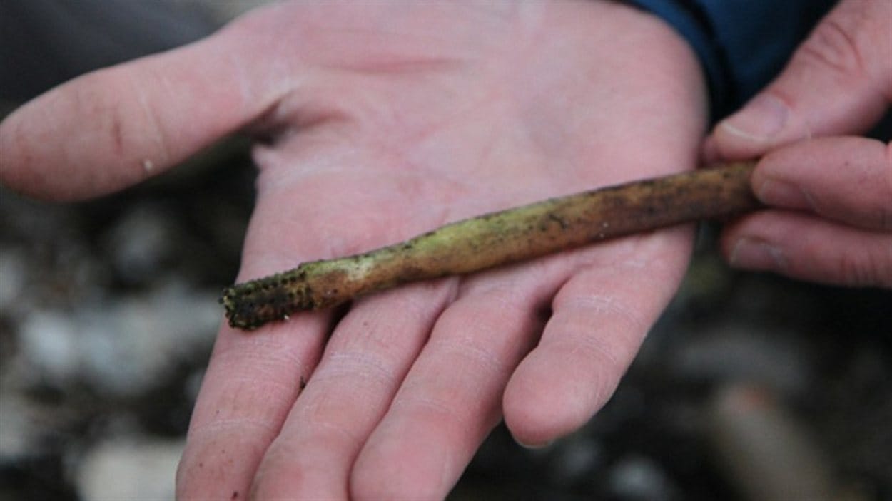 Cette brosse à dents fait partie de la douzaine d'artefacts découverts par l'équipe de Parcs Canada. 