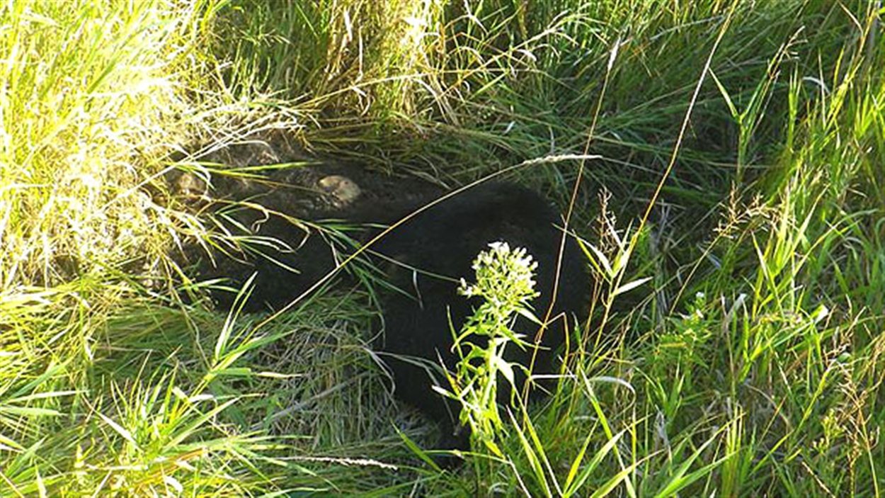 Des ours noirs abattus près de RadioCanada