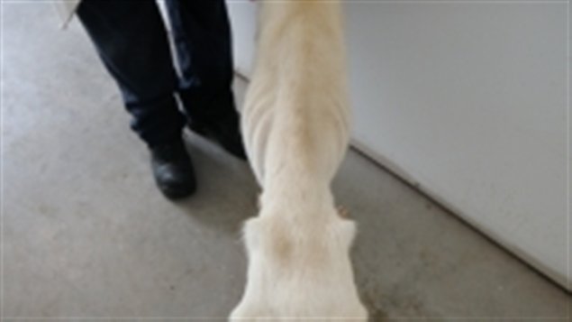 Les inspecteurs ont constaté que les animaux n'avaient pas accès à de l'eau potable ou à de la nourriture en quantité suffisante.
