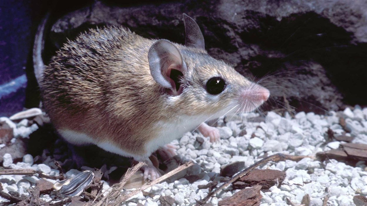 Perdre Sa Peau Pour La Sauver Radio Canada Ca