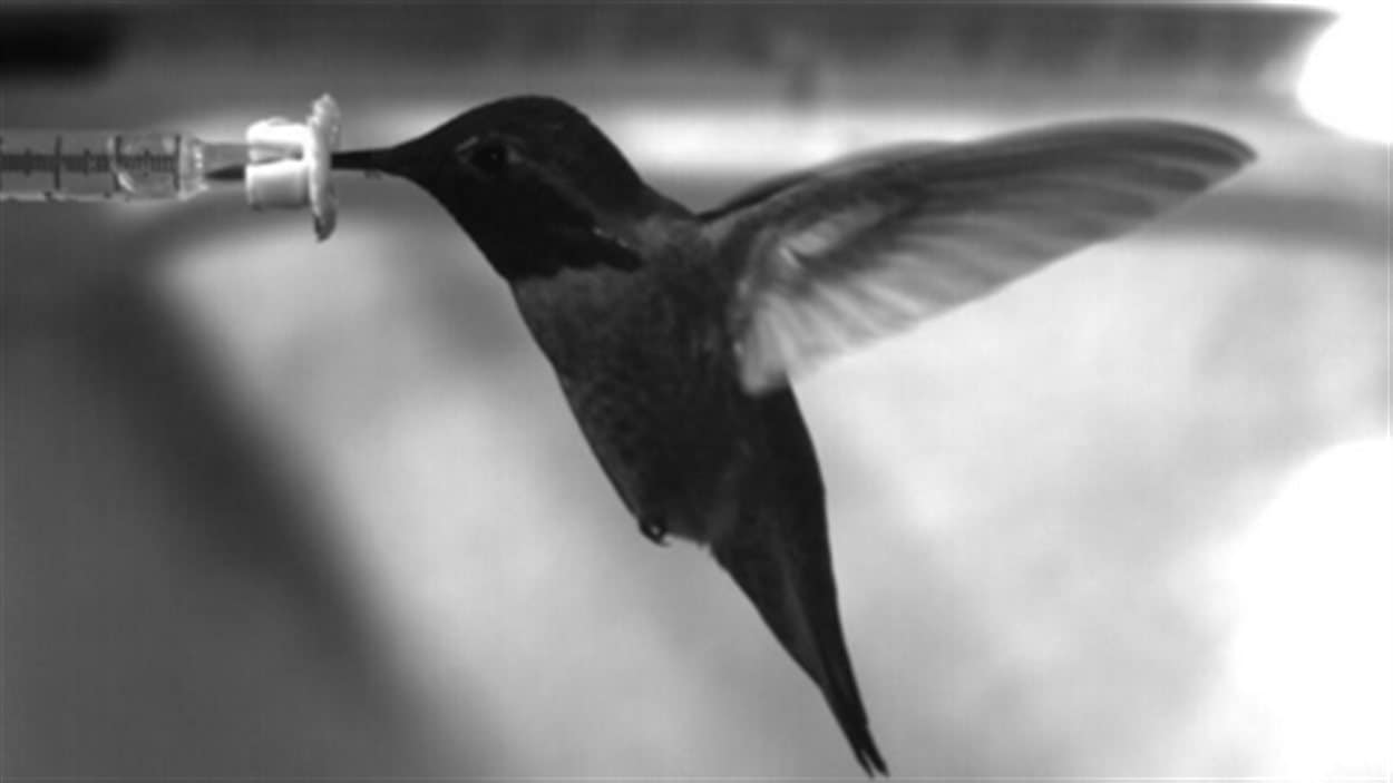 Comment les colibris réussissent à éviter les collisions en vol
