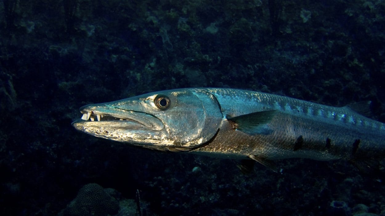 Un barracuda