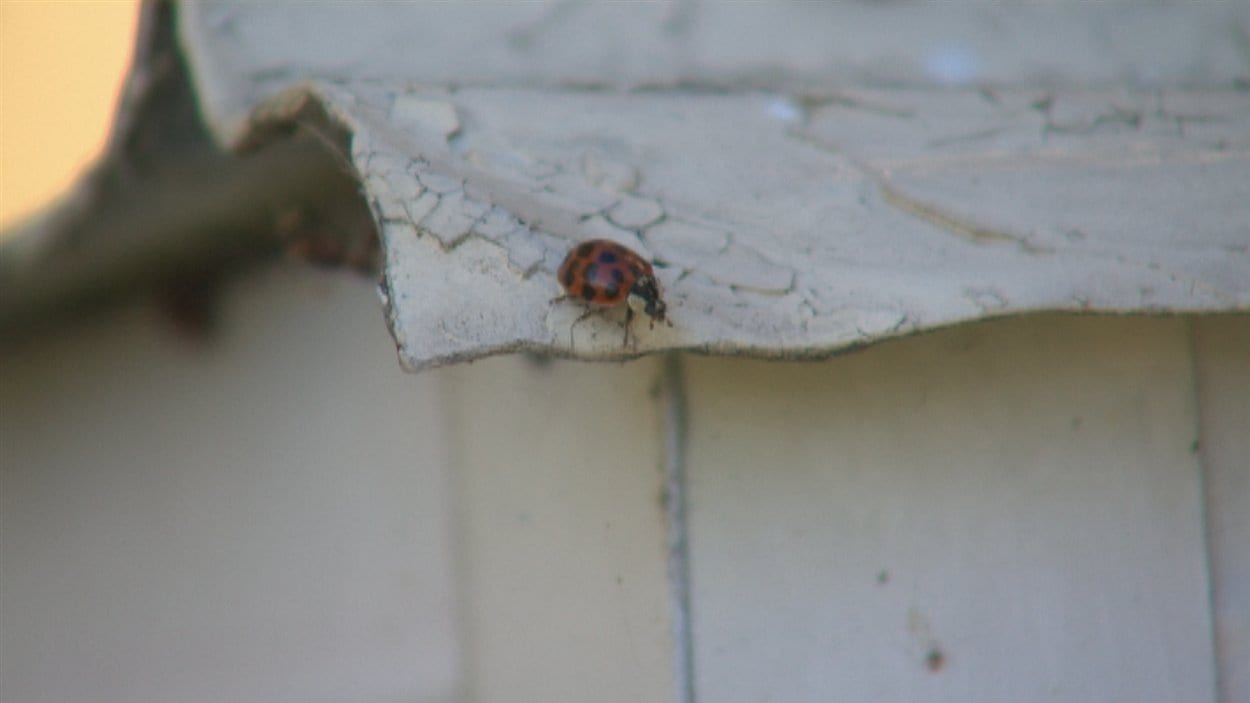 Une multitude de coccinelles Radio Canada