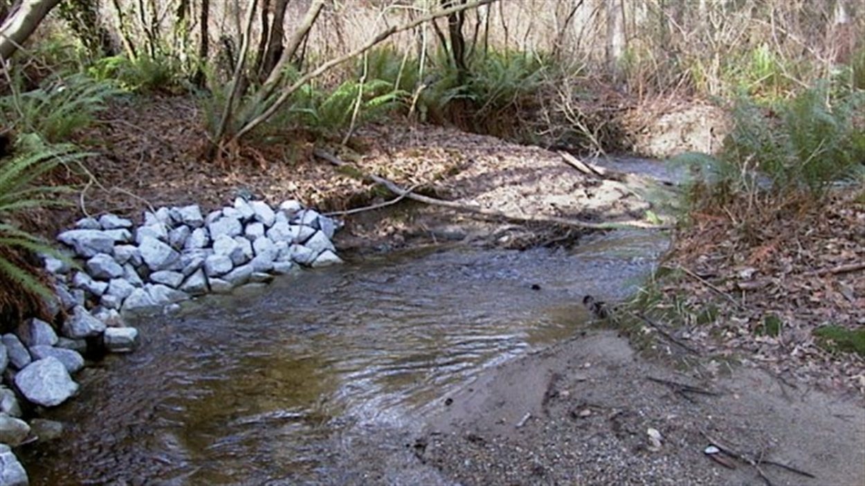 De l'eau de piscine tue un millier de poissons dans un ruisseau de ...