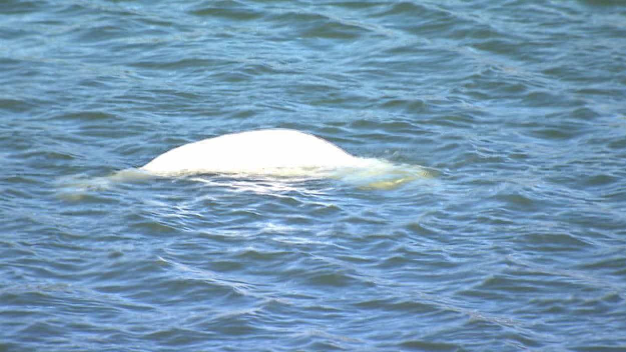 Des images du jeune béluga captées dans le Vieux-POrt de Montréal.