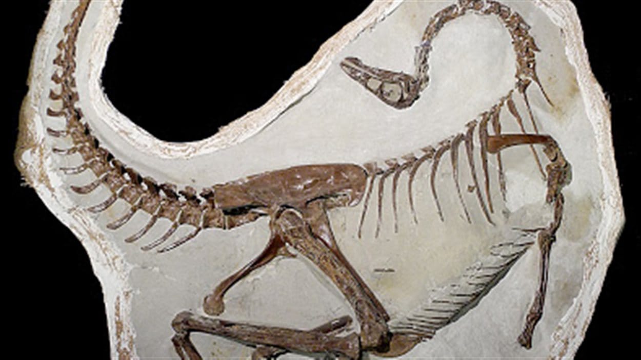 Ornithomimus